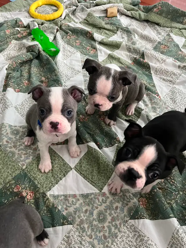 Boston Terrier Puppies - Photo 10