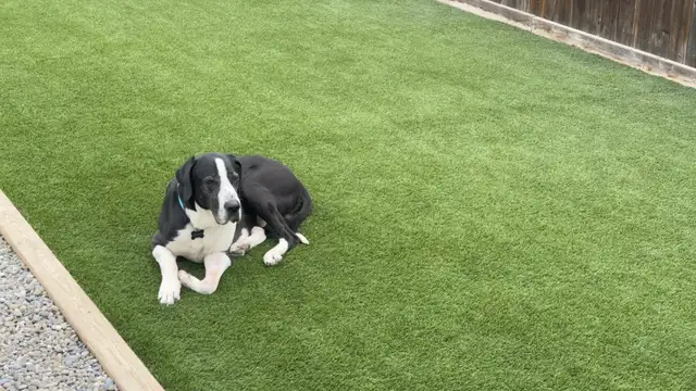 artificial grass / artificial turf - Photo 2