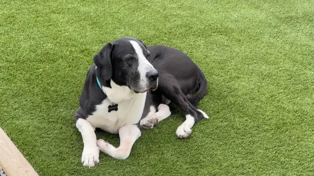 artificial grass / artificial turf - Photo 3