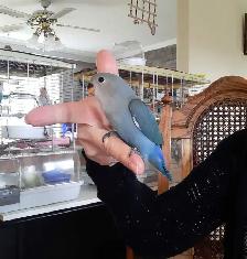 bébé inséparable nourrit à la main âgé de 2 mois