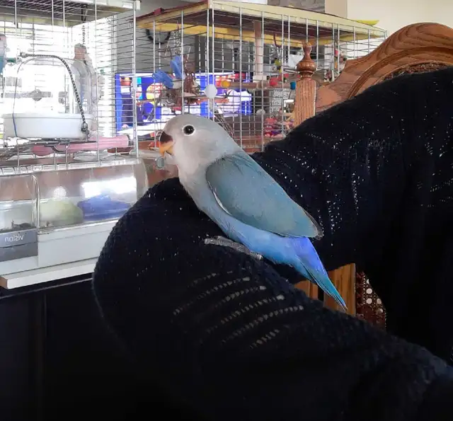 bébé inséparable nourrit à la main âgé de 2 mois - Photo 4