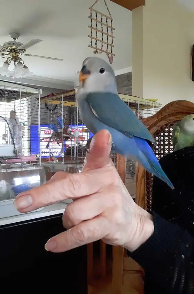 bébé inséparable nourrit à la main âgé de 2 mois - Photo 5