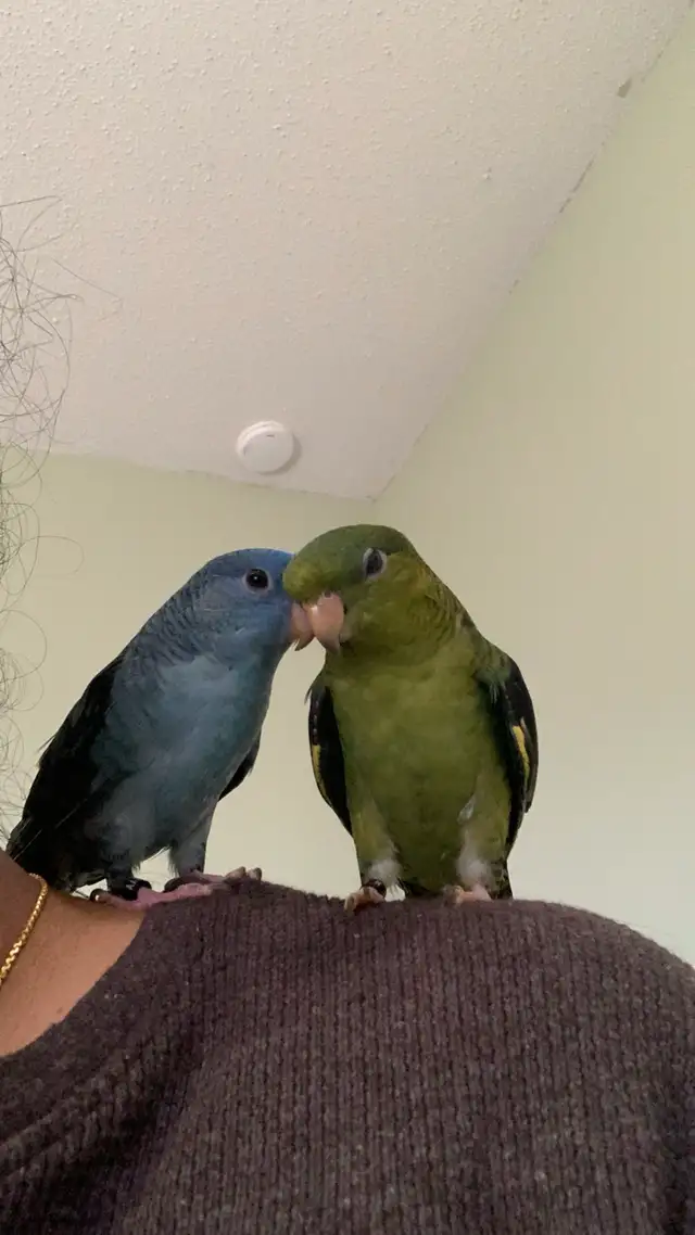 Bird sitting/ Bird boarding / Pet sitter / Pet boarding