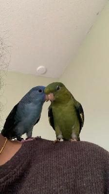 Bird sitting/ Bird boarding / Pet sitter / Pet boarding