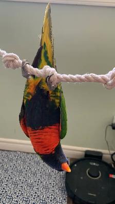 Bird sitting/ Bird boarding / Pet sitter / Pet boarding - Photo 2