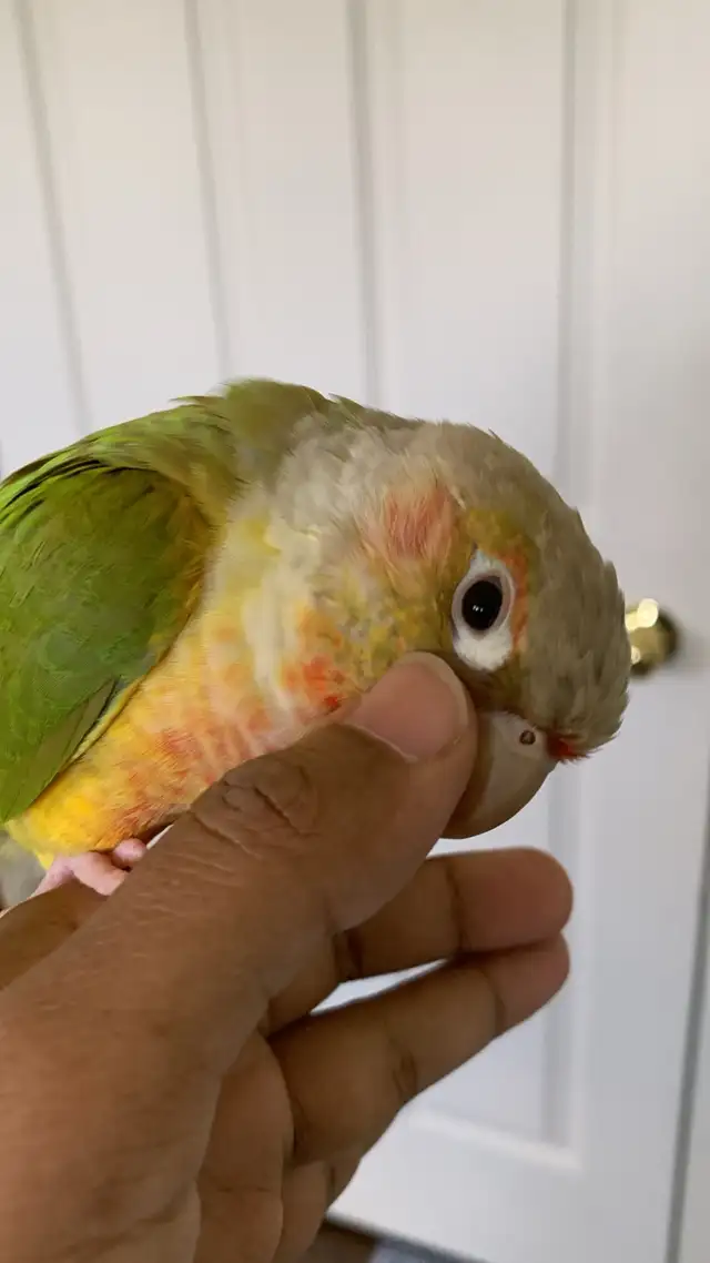 Bird sitting/ Bird boarding / Pet sitter / Pet boarding - Photo 3