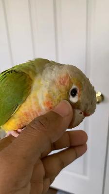 Bird sitting/ Bird boarding / Pet sitter / Pet boarding - Photo 3