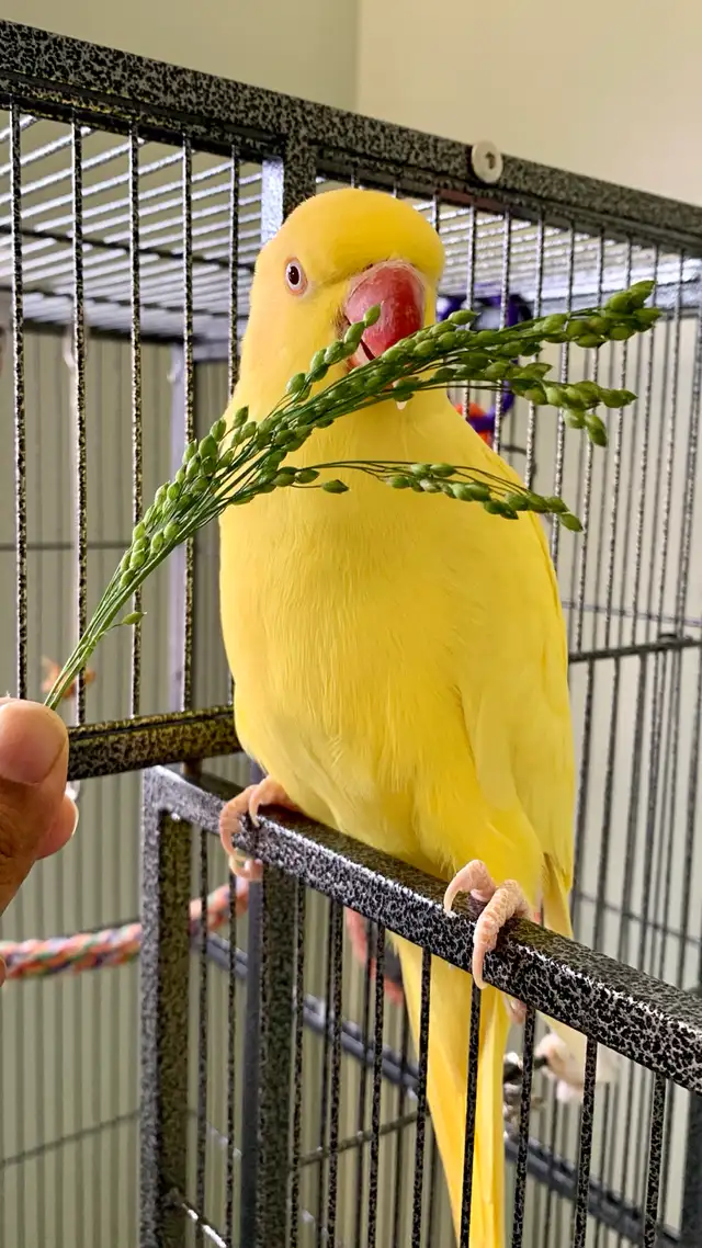 Bird sitting/ Bird boarding / Pet sitter / Pet boarding - Photo 4