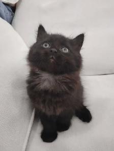 Chaton Sibérien hypoallergénique - Photo 5