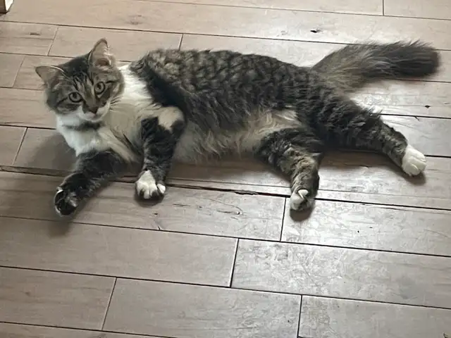 Chaton femelle à Drummondville