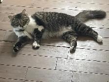 Chaton femelle à Drummondville