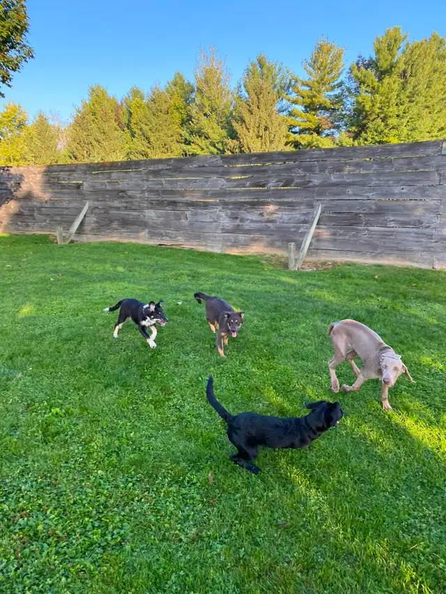 Puppy Socialization Classes