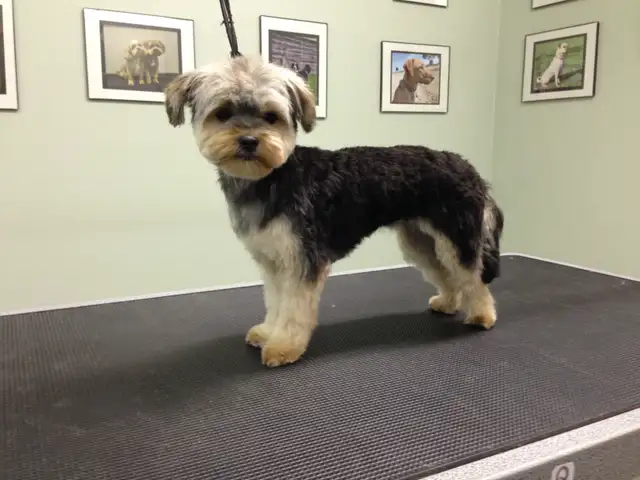 Dog Grooming Services