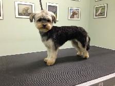 Dog Grooming Services