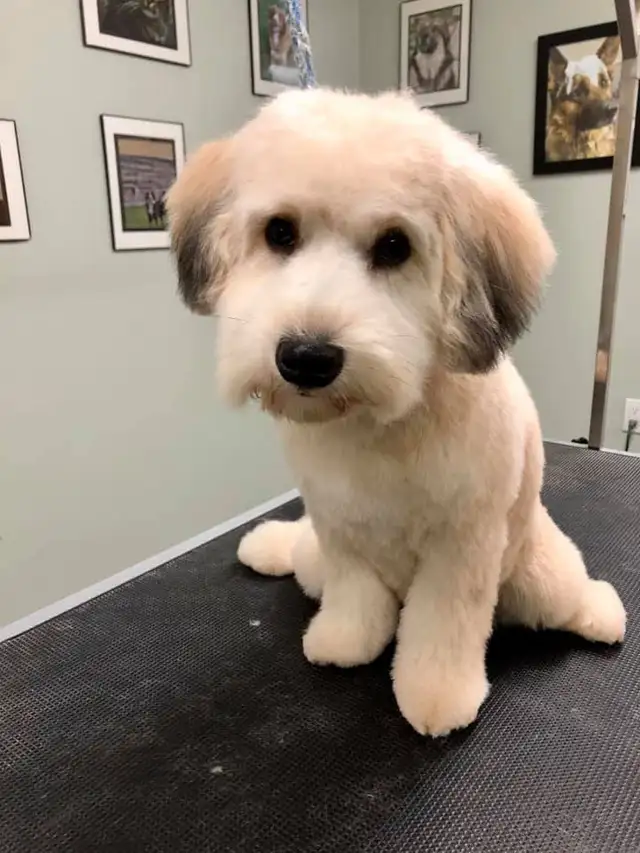 Dog Grooming Services - Photo 3