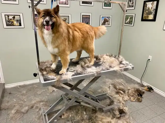 Dog Grooming Services - Photo 4