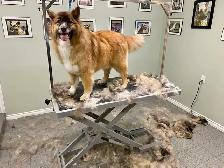 Dog Grooming Services - Photo 4