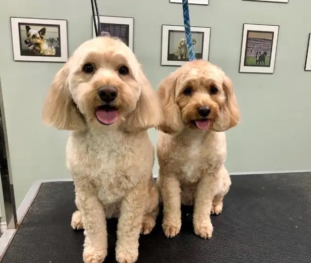 Dog Grooming Services - Photo 5