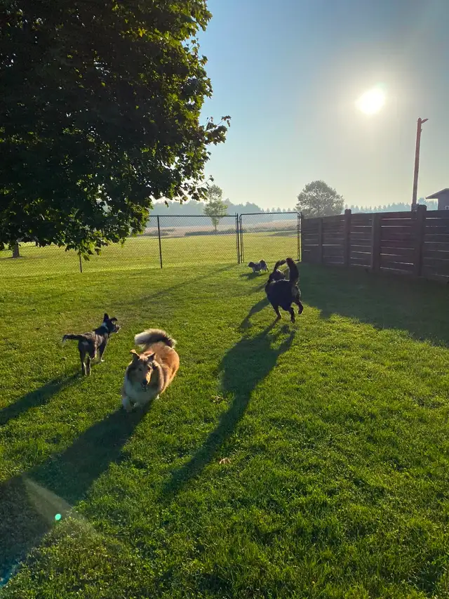 Doggie Daycare at Country Club for Pets