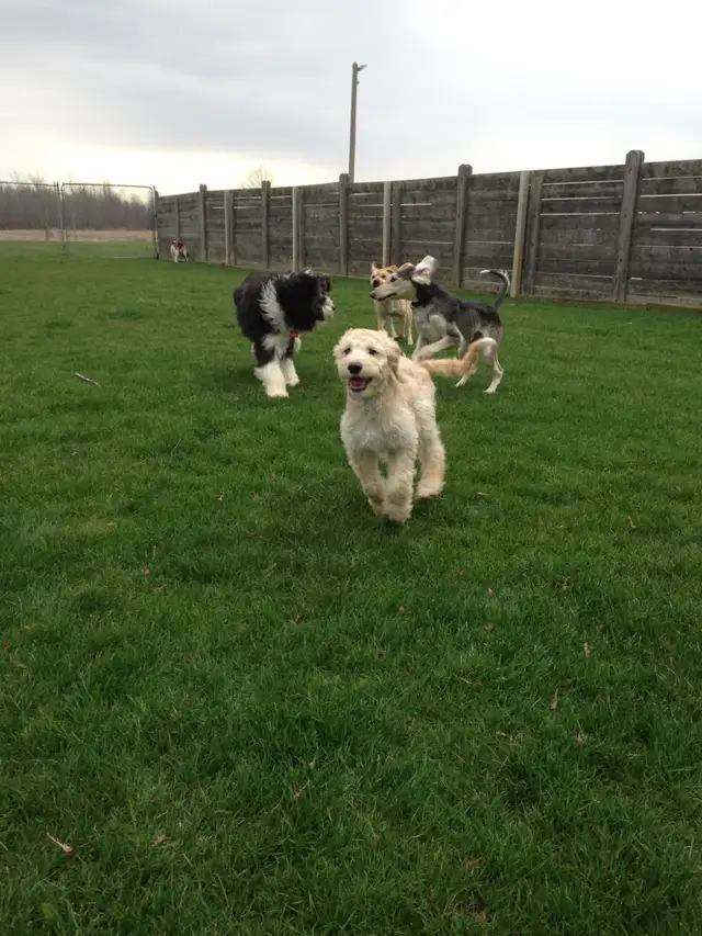 Doggie Daycare at Country Club for Pets - Photo 3