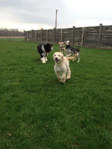 Doggie Daycare at Country Club for Pets - Photo 3