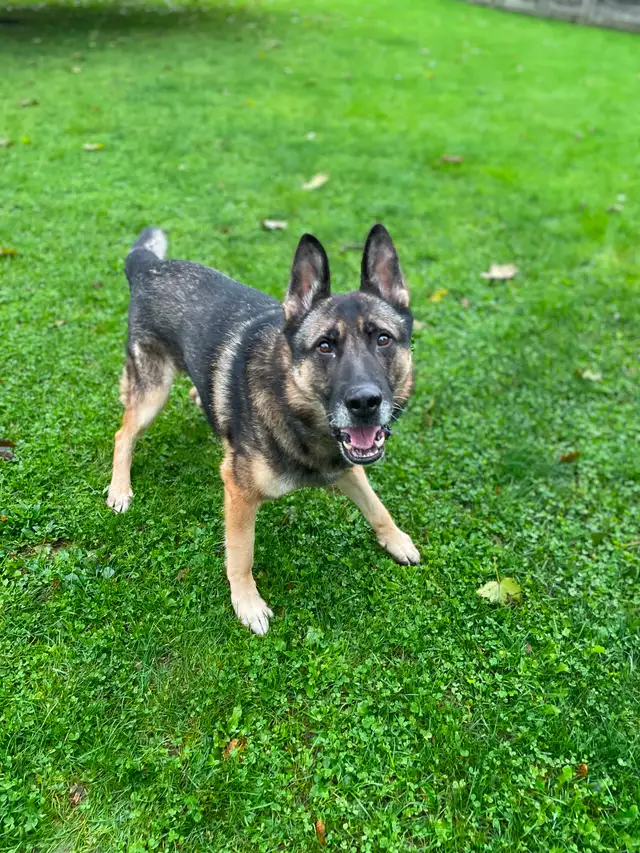 Doggie Daycare at Country Club for Pets - Photo 4
