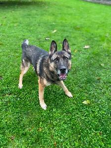 Doggie Daycare at Country Club for Pets - Photo 4