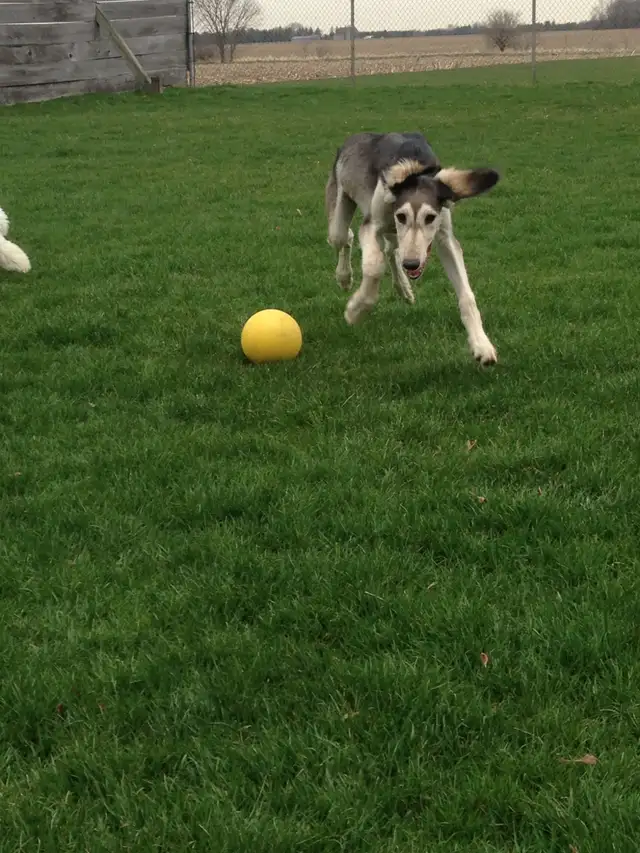 Doggie Daycare at Country Club for Pets - Photo 6