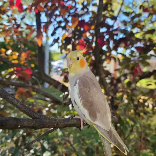 OISEAU PERDU/ LOST BIRD
