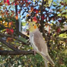 OISEAU PERDU/ LOST BIRD