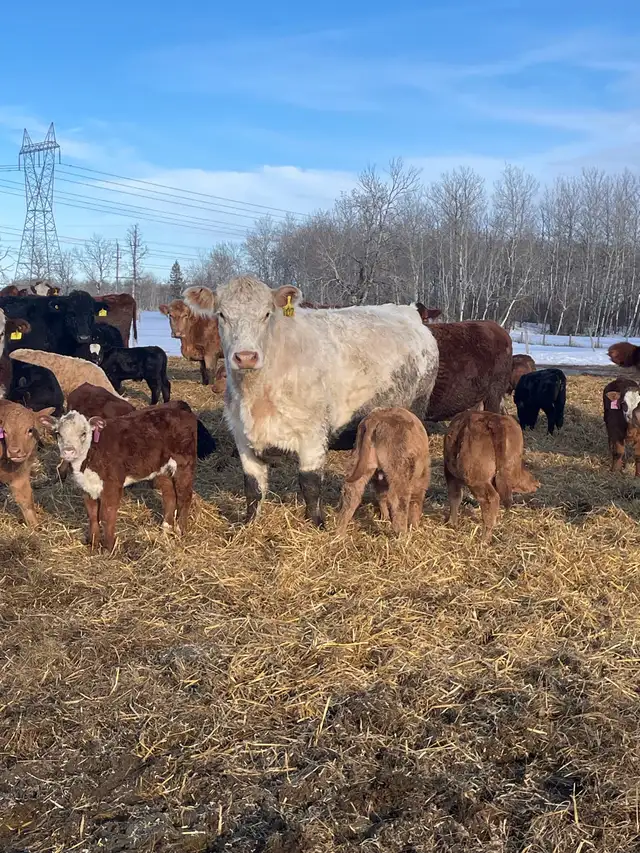 cow/calf pairs