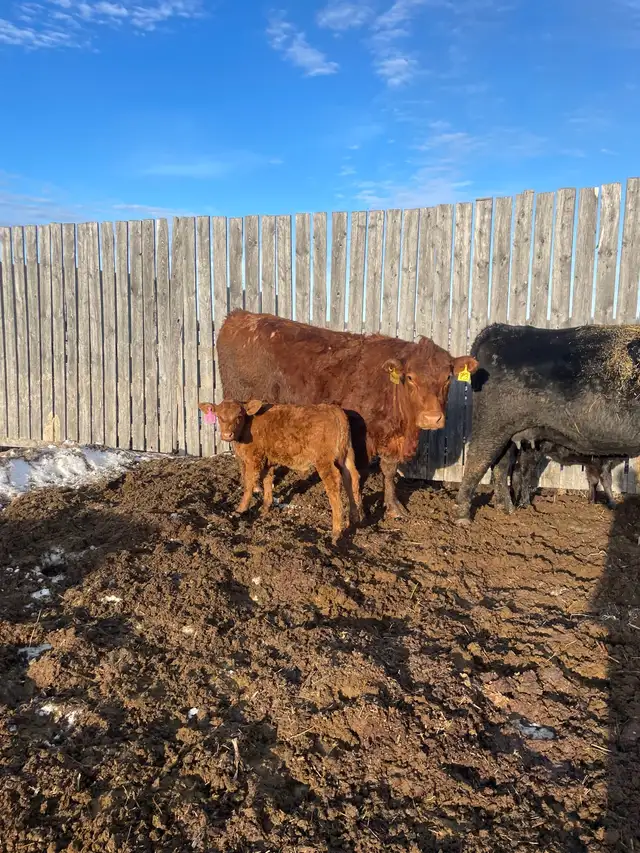 cow/calf pairs - Photo 2