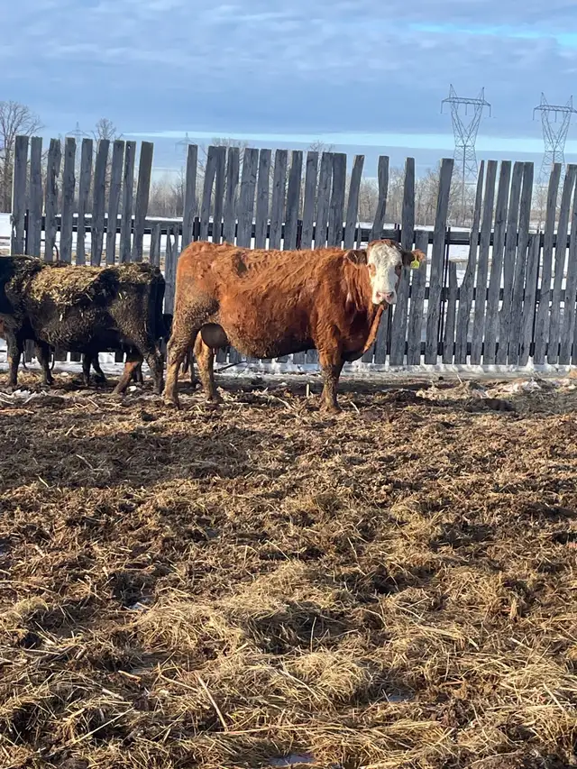 cow/calf pairs - Photo 3