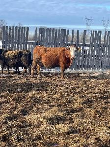 cow/calf pairs - Photo 3