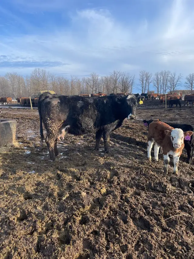 cow/calf pairs - Photo 4