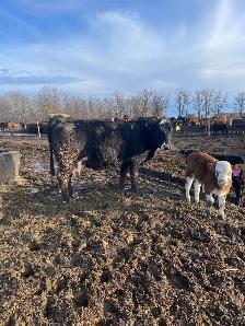 cow/calf pairs - Photo 4