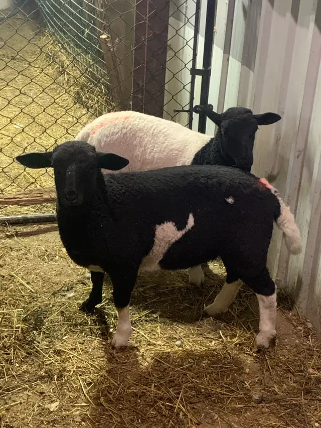 lambs available - Photo 2