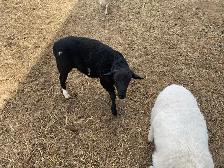 lambs available - Photo 3