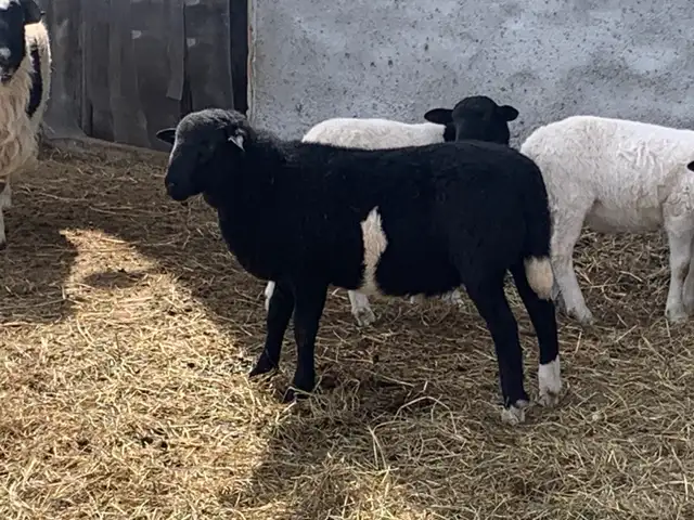 lambs available - Photo 4