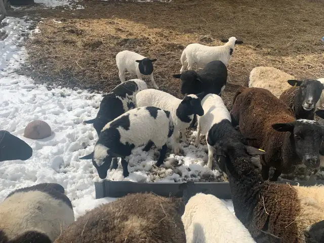 lambs available - Photo 7