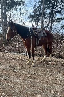 3 year old hackney cross mare