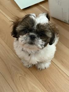 Magnifique Shih tzu 12 semaines