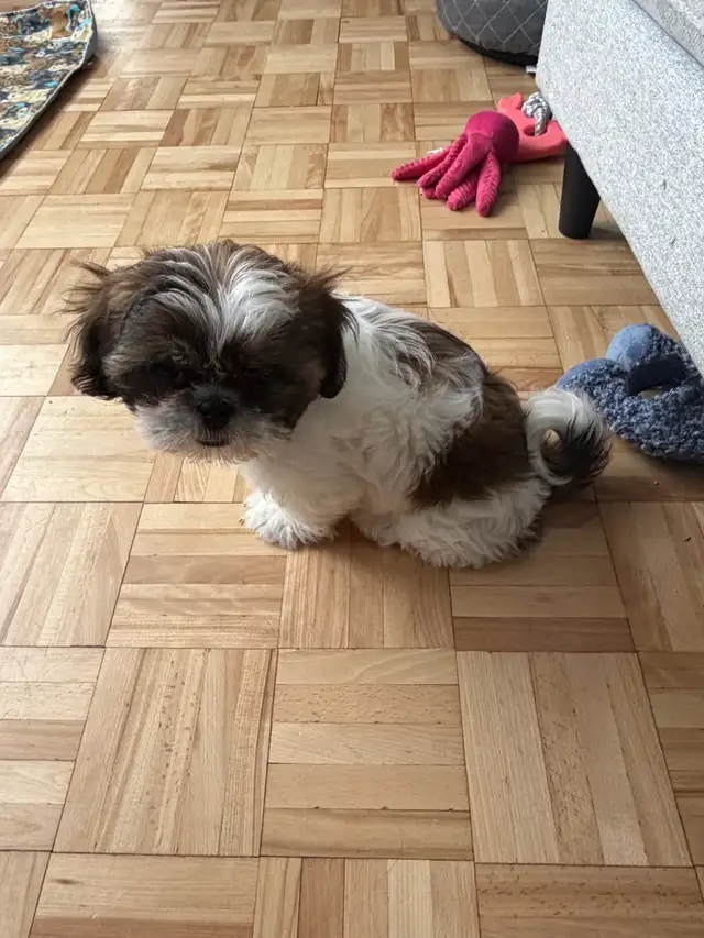 Magnifique Shih tzu 12 semaines - Photo 2