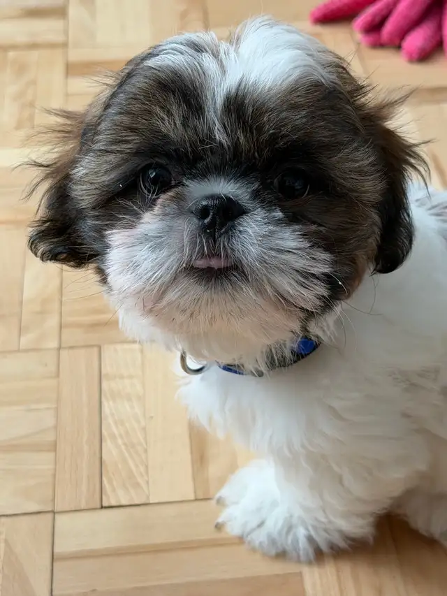 Magnifique Shih tzu 12 semaines - Photo 3