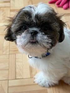 Magnifique Shih tzu 12 semaines - Photo 3