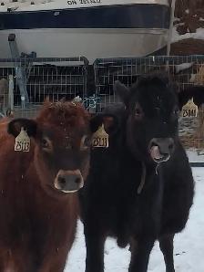 Two Jersey Heifers
