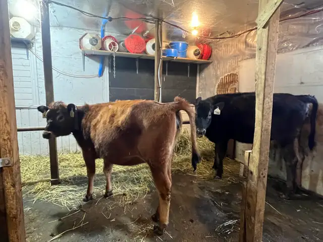 Two Jersey Heifers - Photo 2