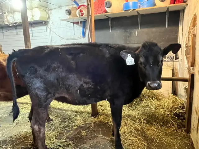 Two Jersey Heifers - Photo 3