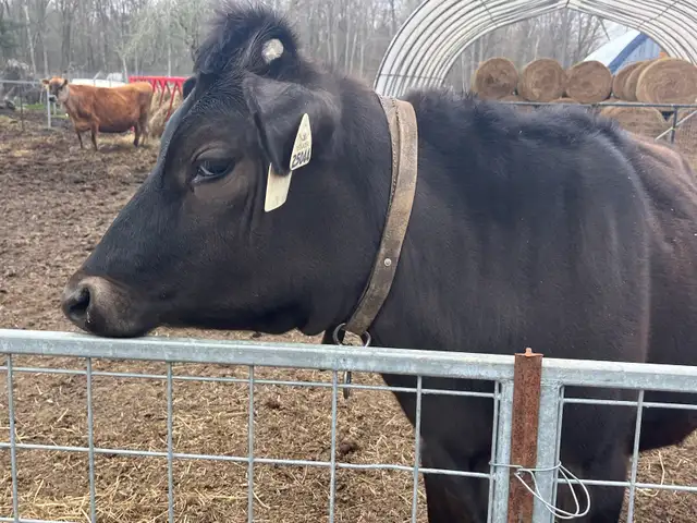 Two Jersey Heifers - Photo 4