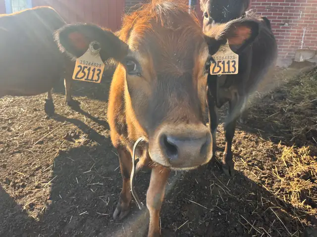 Two Jersey Heifers - Photo 5